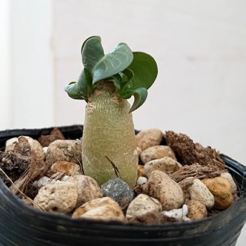 アデニウム コーデックス」の人気商品一覧 | 安い商品を通販サイトから